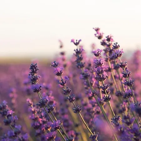 Lavande Cosy Et A Lejlighed Cagnes-sur-Mer