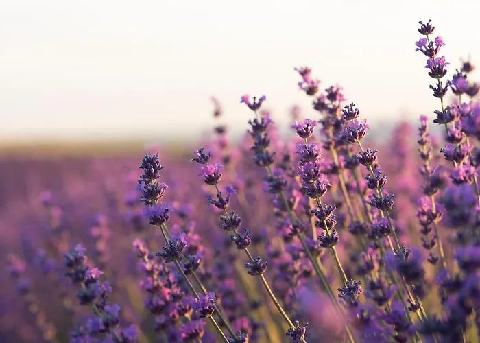 Lavande Cosy Et A Lejlighed Cagnes-sur-Mer